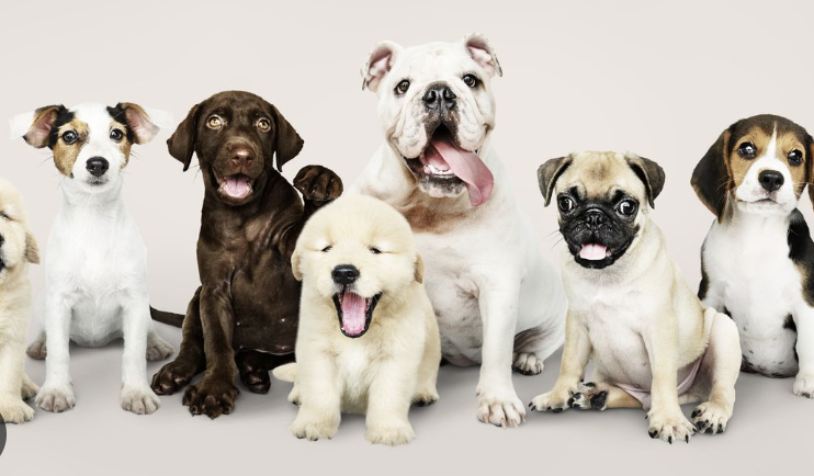 Top 10 Family Dog Breeds