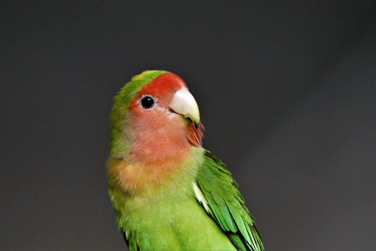Top 5 Best Birds to Own