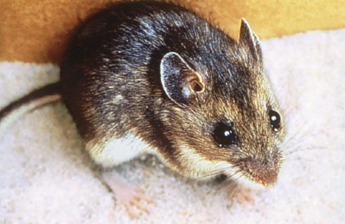 What to know about the Hantavirus